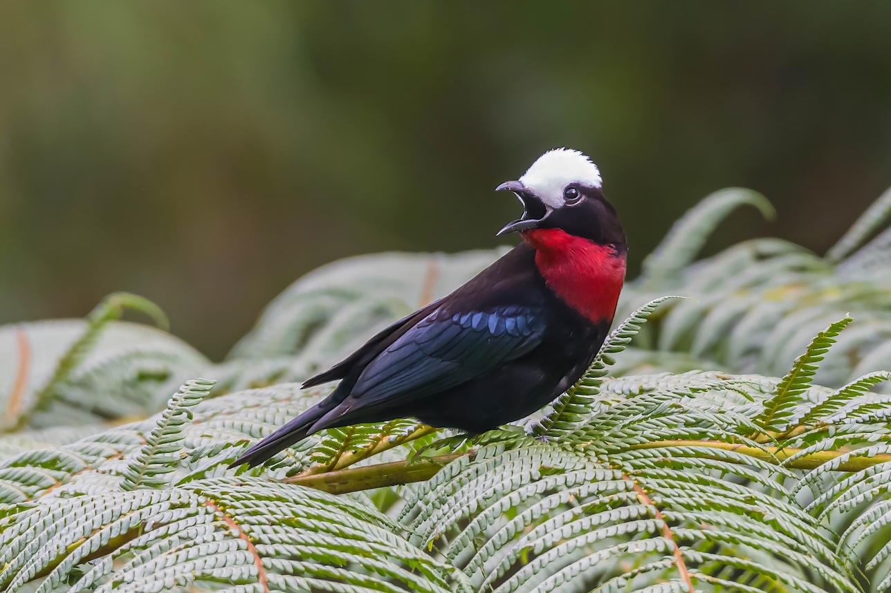 Colors of the Andes: Colombia Bird Photography Tour